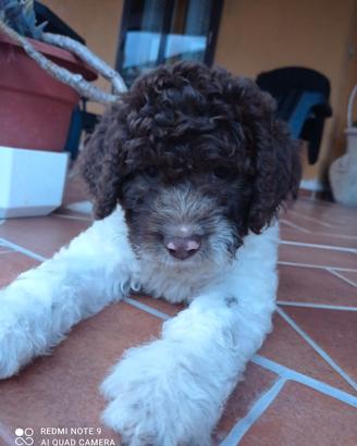 lagotto