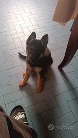 Cuccioli di pastore tedesco