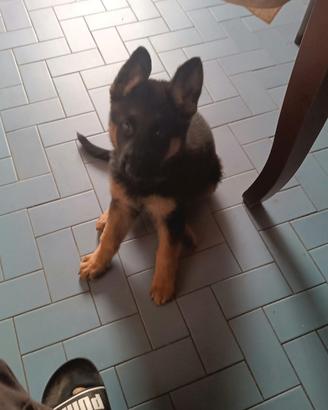 Cuccioli di pastore tedesco
