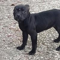 Staffordshire bull terrier femmine
