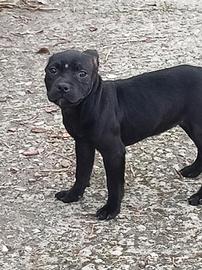 Staffordshire bull terrier femmine