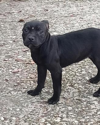 Staffordshire bull terrier femmine