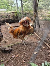 galli e galline