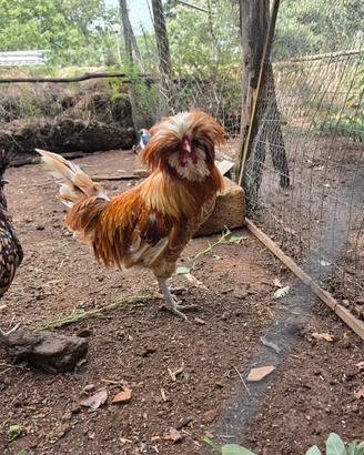 galli e galline