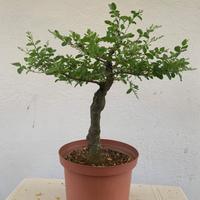 Prebonsai  di ligustro