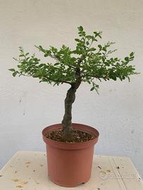 Prebonsai  di ligustro