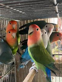 Inseparabili