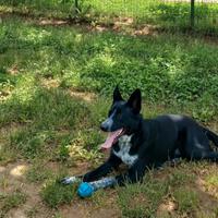 Incrocio border collie-pastore tedesco gratis
