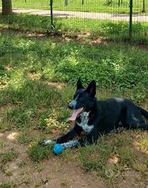 Incrocio border collie-pastore tedesco gratis