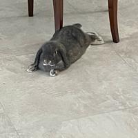 Animali