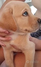 Cuccioli di labrador