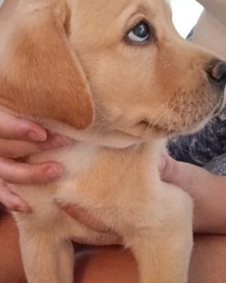 Cuccioli di labrador