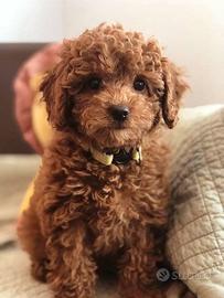 BARBONCINO NANO - BARBONCINI NANI ROSSI cuccioli