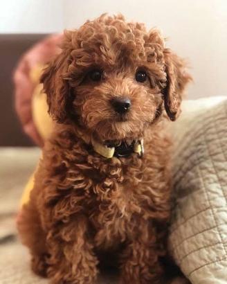 BARBONCINO NANO - BARBONCINI NANI ROSSI cuccioli