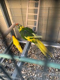 Coppia uccelli Kakariko