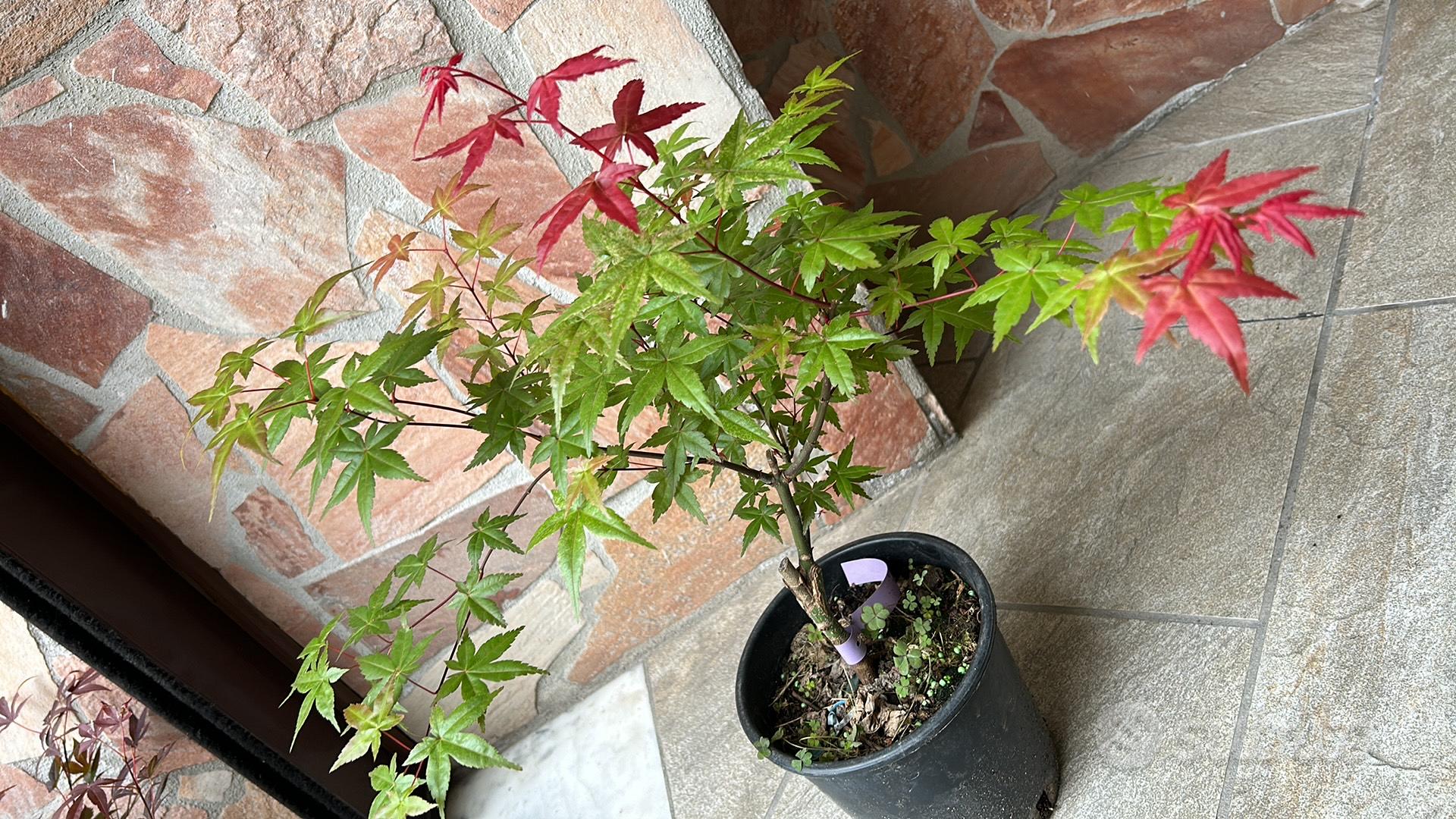 Acero Rosso Giapponese tantissime Varietà - Giardino e Fai da te In vendita  a Caserta