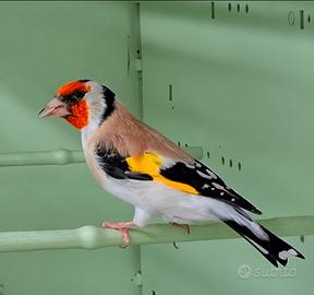 Cardellino mayor