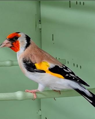 Cardellino mayor