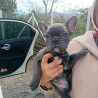 Bulldog francese total blu esotico