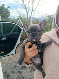 Bulldog francese total blu esotico