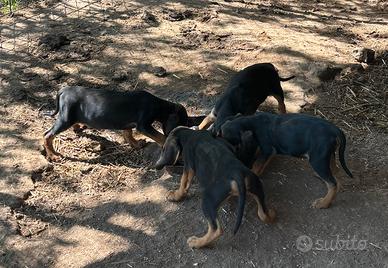 Cuccioli segugio italiano focato
