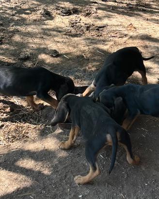 Cuccioli segugio italiano focato
