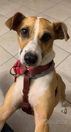 Cucciola in adozione