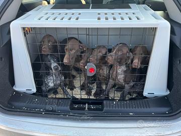 Bracco tedesco da tartufi