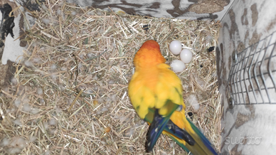 Coppia di conuri del sole