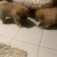 Cuccioli Chow Chow