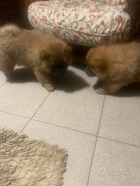 Cuccioli Chow Chow