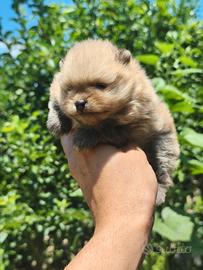 Pomerania con pedigree ENCI