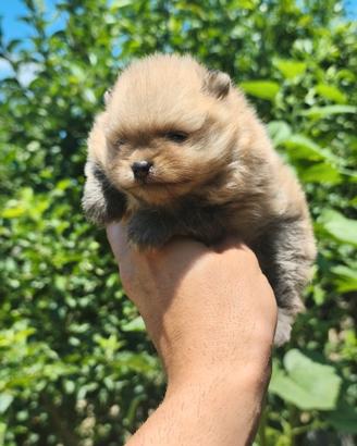 Pomerania con pedigree ENCI