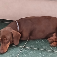 Bassotto kaninchen cioccolato