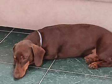 Bassotto kaninchen cioccolato