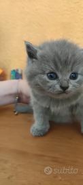 Gattini British shorthair Nati a Marzo