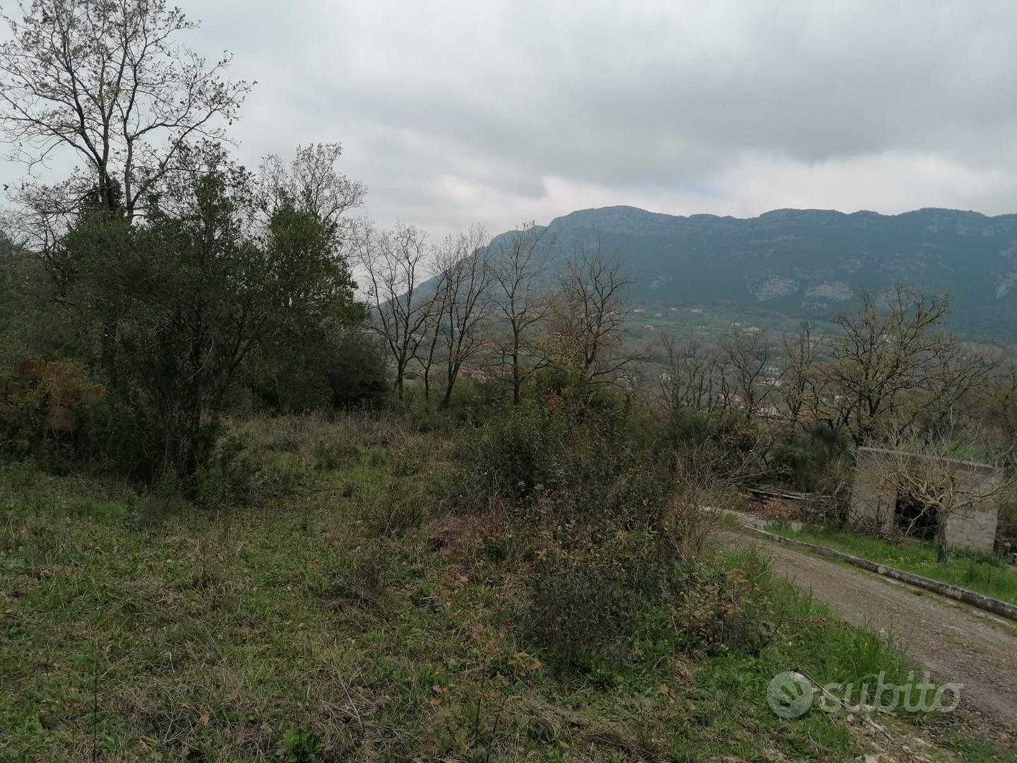 Terreno agricolo con uliveto - Vista 2