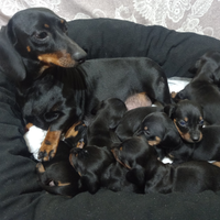 Bassotti kaninchen/nano piccoli