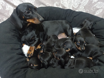 Bassotti kaninchen/nano piccoli