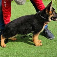 Cuccioli di pastore tedesco