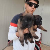 Pastore belga (malinois)