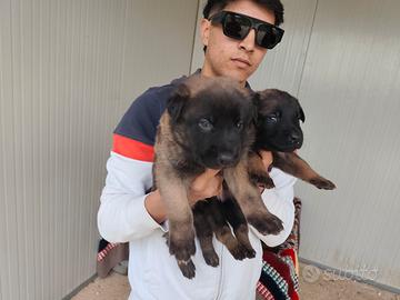 Pastore belga (malinois)