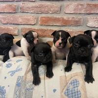 Bulldog francesi maschi e femmine