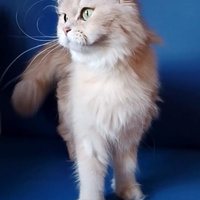 Gattina British longhair