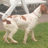 Breton Epagneul prontacaccia