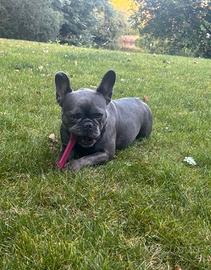 Cucciolata bulldog francesi M e F Blu