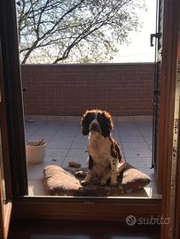 Springer Spaniel