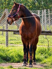 Quarter Horse AQHA castrone 7 anni - Hilton