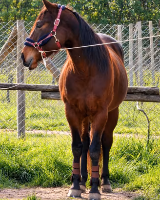 Quarter Horse AQHA castrone 7 anni - Hilton