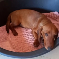 Cucciolo di bassotto